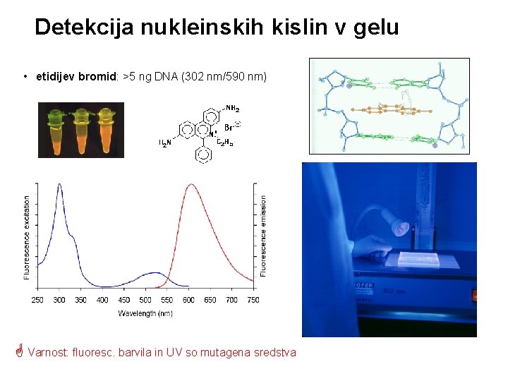 Detekcija nukleinskih kislin v gelu • etidijev bromid: >5 ng DNA (302 nm/590 nm)