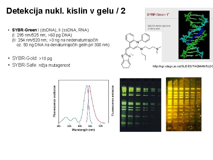 Detekcija nukl. kislin v gelu / 2 • SYBR-Green I (ds. DNA), II (ss.
