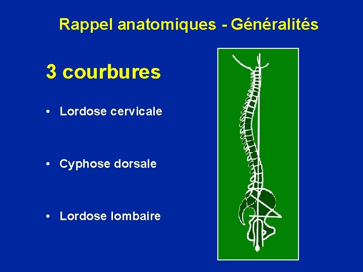 Rappel anatomiques - Généralités 3 courbures • Lordose cervicale • Cyphose dorsale • Lordose