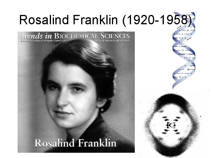 Rosalind Franklin (1920 -1958) 