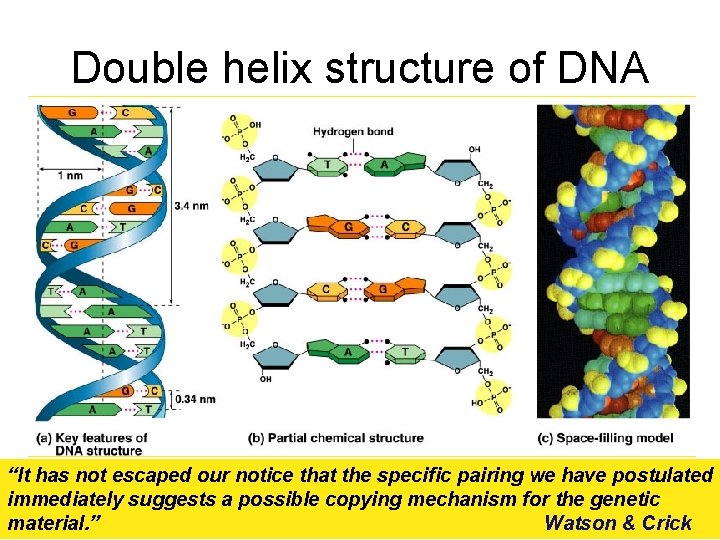 Double helix structure of DNA “It has not escaped our notice that the specific