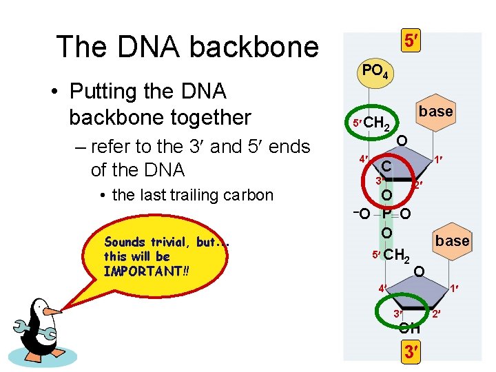 The DNA backbone • Putting the DNA backbone together – refer to the 3