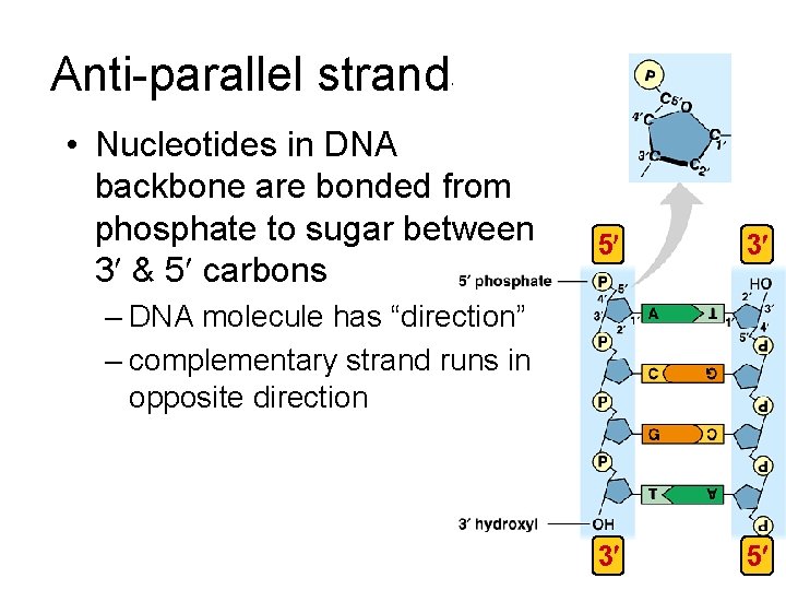 Anti-parallel strands • Nucleotides in DNA backbone are bonded from phosphate to sugar between