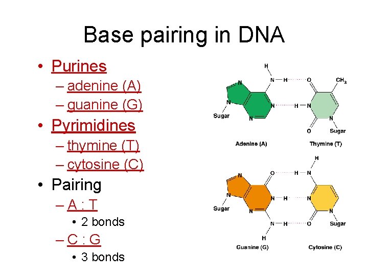 Base pairing in DNA • Purines – adenine (A) – guanine (G) • Pyrimidines