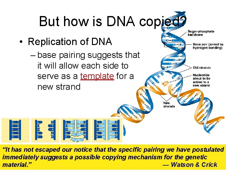 But how is DNA copied? • Replication of DNA – base pairing suggests that