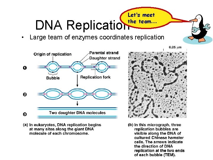 Let’s meet the team… DNA Replication • Large team of enzymes coordinates replication 