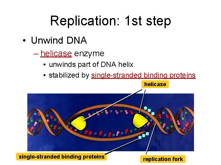 Replication: 1 st step • Unwind DNA – helicase enzyme • unwinds part of