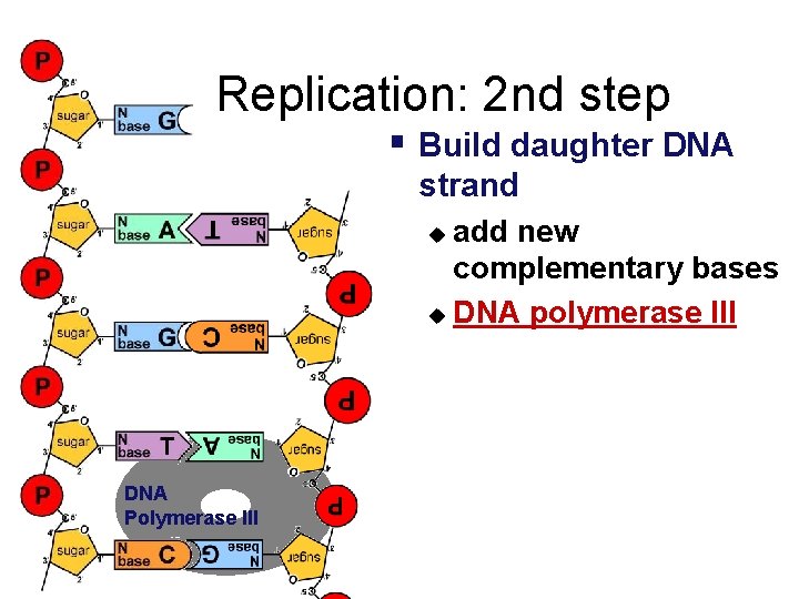 Replication: 2 nd step § Build daughter DNA strand add new complementary bases u