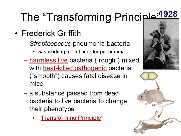 The “Transforming 1928 Principle” • Frederick Griffith – Streptococcus pneumonia bacteria • was working