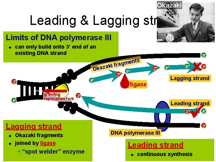 Okazaki Leading & Lagging strands Limits of DNA polymerase III u can only build