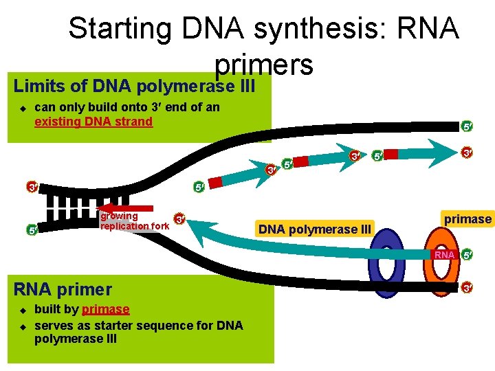 Starting DNA synthesis: RNA primers Limits of DNA polymerase III u can only build