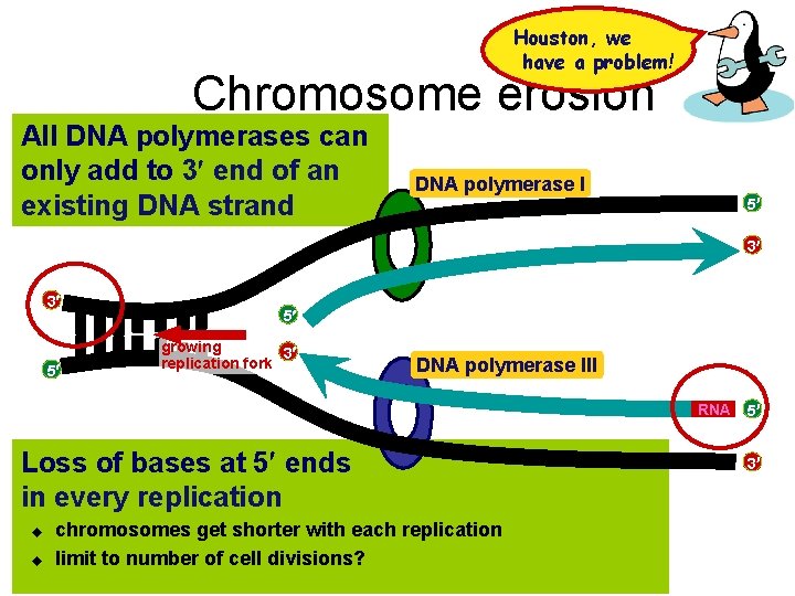 Houston, we have a problem! Chromosome erosion All DNA polymerases can only add to