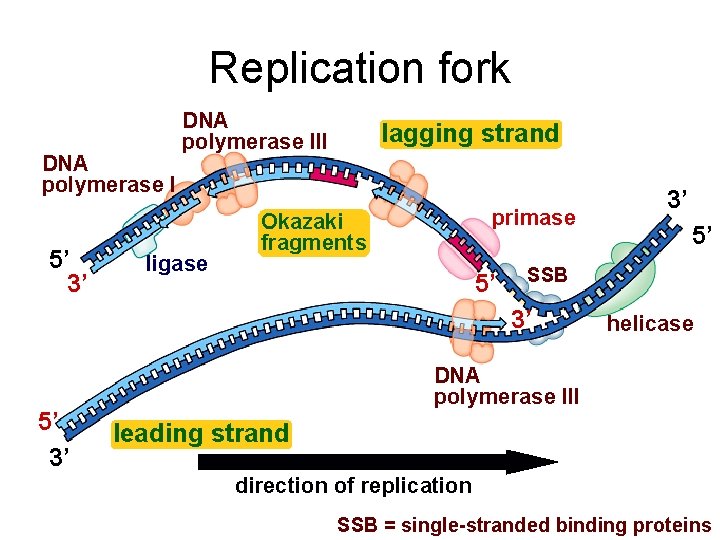 Replication fork DNA polymerase I 5’ 3’ DNA polymerase III ligase lagging strand primase