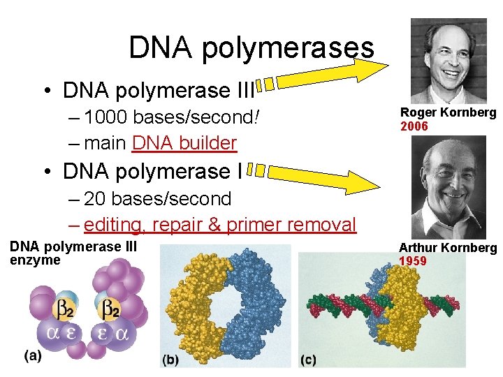 DNA polymerases • DNA polymerase III – 1000 bases/second! – main DNA builder Roger