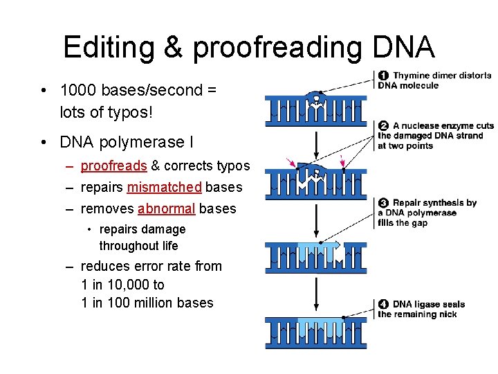 Editing & proofreading DNA • 1000 bases/second = lots of typos! • DNA polymerase