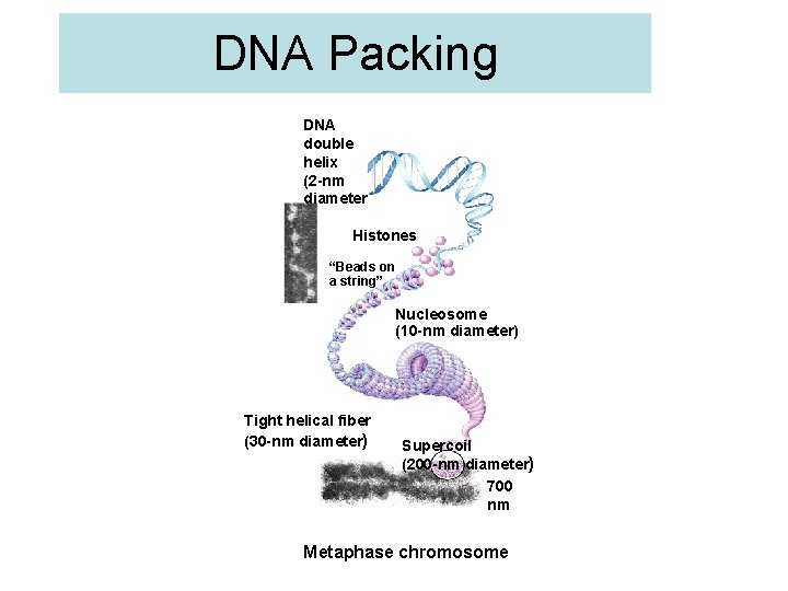 DNA Packing DNA double helix (2 -nm diameter Histones “Beads on a string” Nucleosome