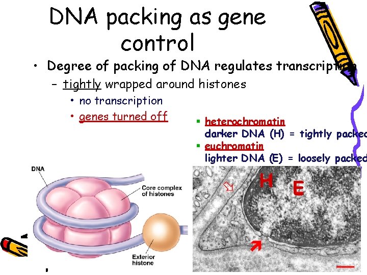 DNA packing as gene control • Degree of packing of DNA regulates transcription –