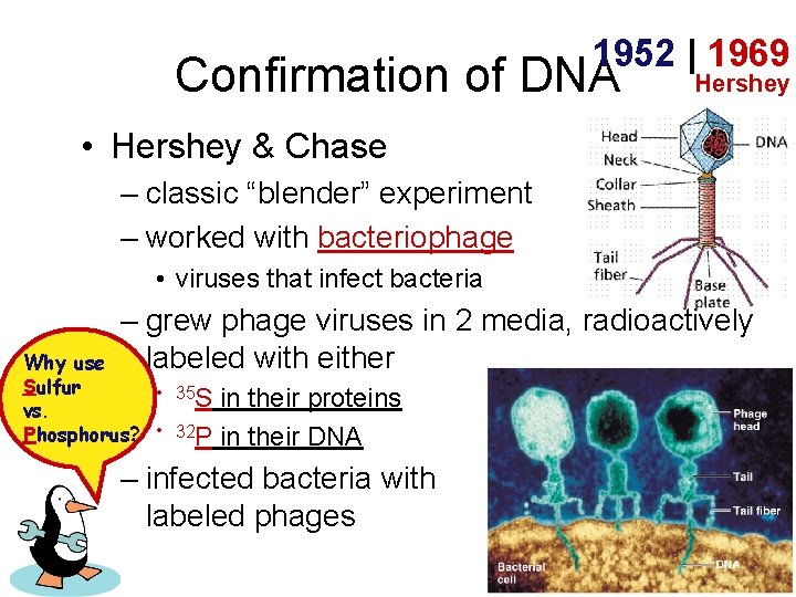 1952 | 1969 Confirmation of DNA Hershey • Hershey & Chase – classic “blender”