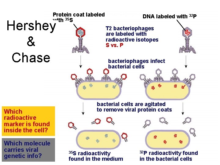 Protein coat labeled with 35 S Hershey & Chase T 2 bacteriophages are labeled