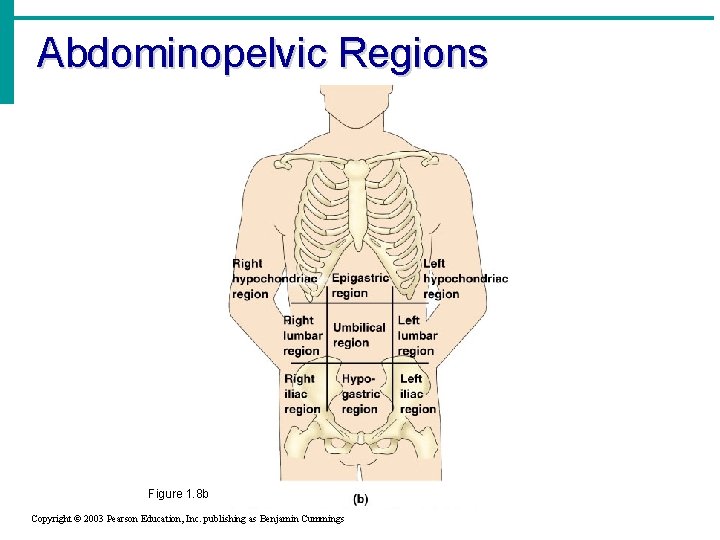 Abdominopelvic Regions Figure 1. 8 b Copyright © 2003 Pearson Education, Inc. publishing as