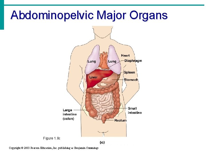 Abdominopelvic Major Organs Figure 1. 8 c Copyright © 2003 Pearson Education, Inc. publishing