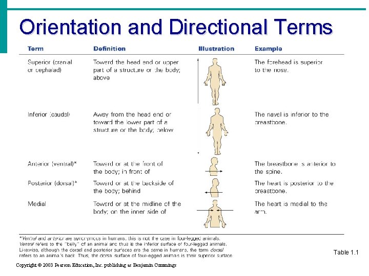 Orientation and Directional Terms Table 1. 1 Copyright © 2003 Pearson Education, Inc. publishing