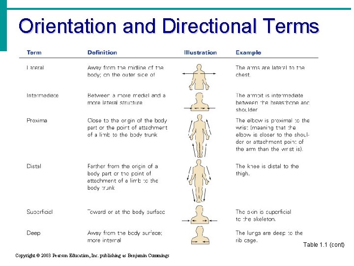 Orientation and Directional Terms Table 1. 1 (cont) Copyright © 2003 Pearson Education, Inc.