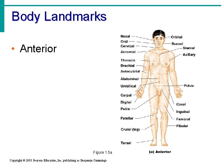 Body Landmarks • Anterior Figure 1. 5 a Copyright © 2003 Pearson Education, Inc.
