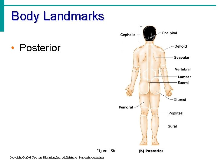 Body Landmarks • Posterior Figure 1. 5 b Copyright © 2003 Pearson Education, Inc.