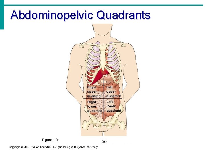 Abdominopelvic Quadrants Figure 1. 8 a Copyright © 2003 Pearson Education, Inc. publishing as