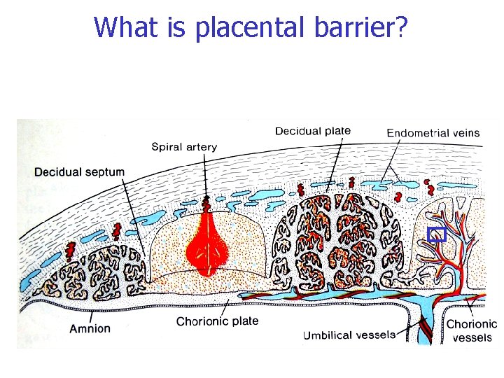 What is placental barrier? 