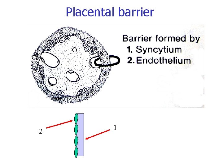 Placental barrier 2 1 