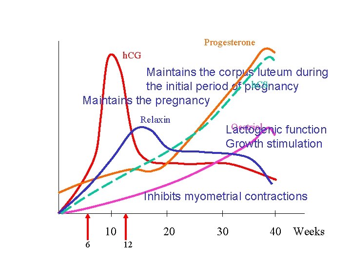Progesterone h. CG Maintains the corpus luteum during h. CS the initial period of