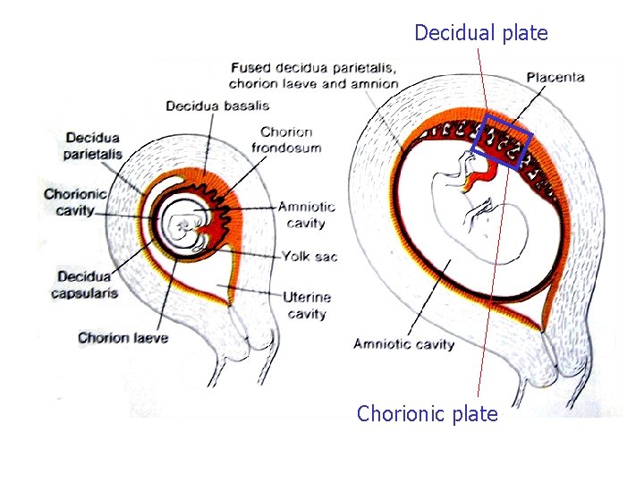 Decidual plate Chorionic plate 