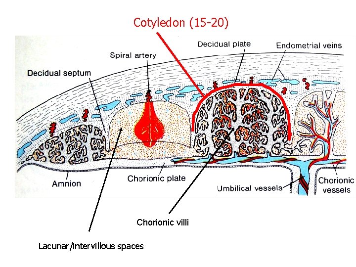 Cotyledon (15 -20) Chorionic villi Lacunar/intervillous spaces 