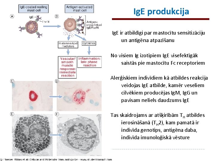 Ig. E produkcija Ig. E ir atbildīgi par mastocītu sensitizāciju un antigēna atpazīšanu No