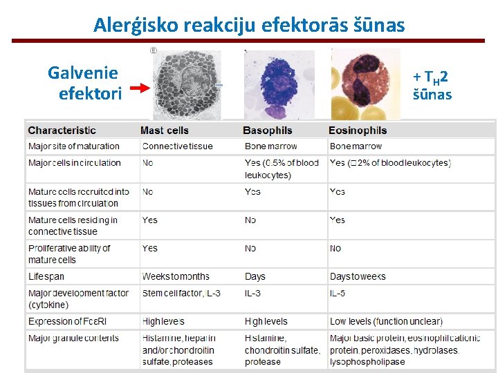 Alerģisko reakciju efektorās šūnas Galvenie efektori + TH 2 šūnas 