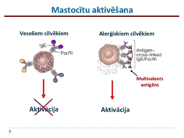 Mastocītu aktivēšana Veseliem cilvēkiem Alerģiskiem cilvēkiem Multivalents antigēns Aktivācija 