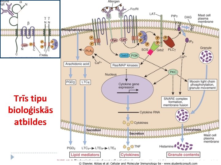 Trīs tipu bioloģiskās atbildes 