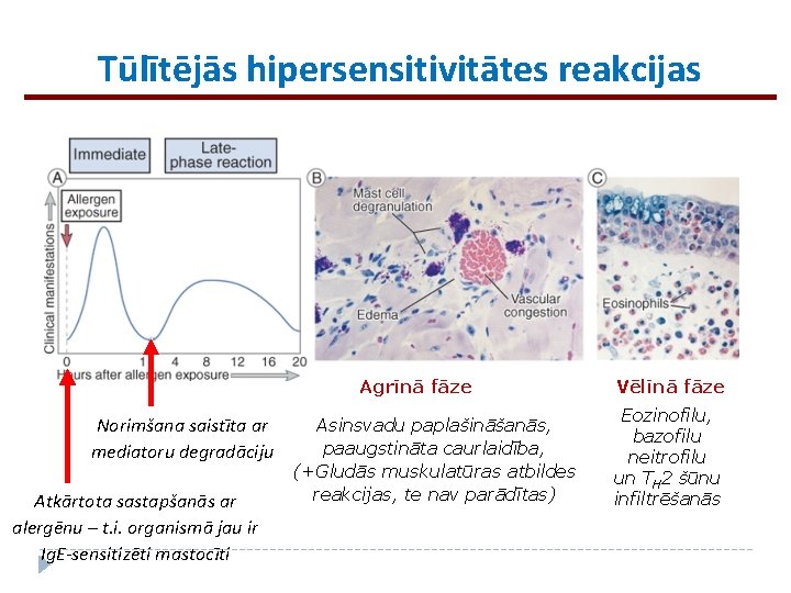 Tūlītējās hipersensitivitātes reakcijas Agrīnā fāze Norimšana saistīta ar mediatoru degradāciju Atkārtota sastapšanās ar alergēnu