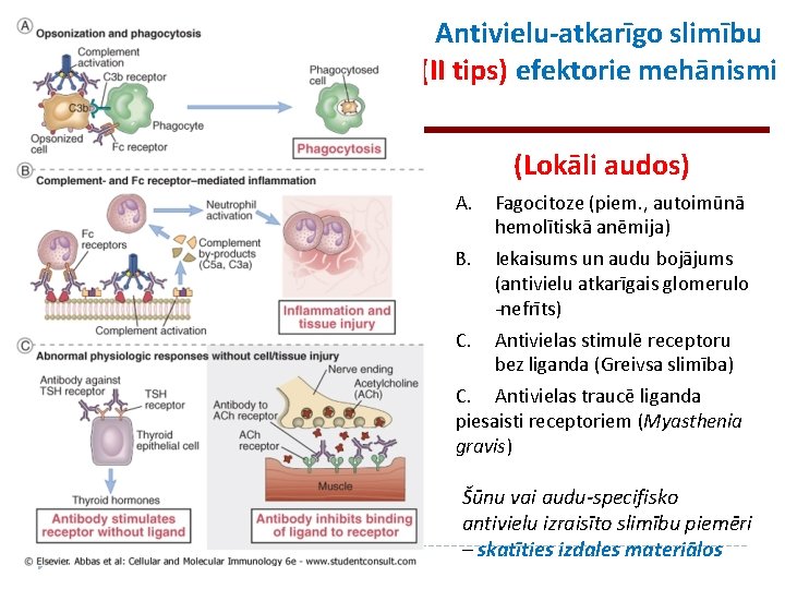 Antivielu-atkarīgo slimību (II tips) efektorie mehānismi (Lokāli audos) A. Fagocitoze (piem. , autoimūnā hemolītiskā