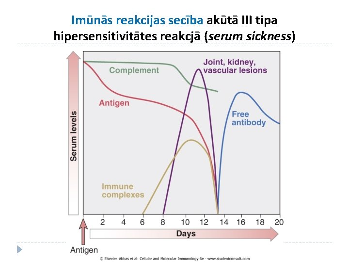 Imūnās reakcijas secība akūtā III tipa hipersensitivitātes reakcjā (serum sickness) 