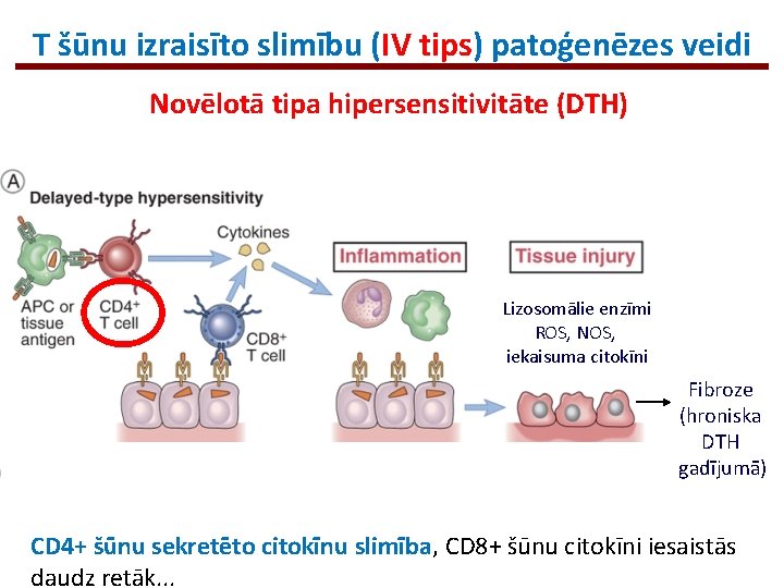 T šūnu izraisīto slimību (IV tips) patoģenēzes veidi Novēlotā tipa hipersensitivitāte (DTH) Lizosomālie enzīmi