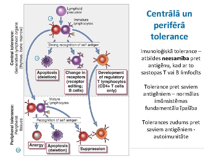 Centrālā un perifērā tolerance Imunoloģiskā tolerance – atbildes neesamība pret antigēnu, kad ar to