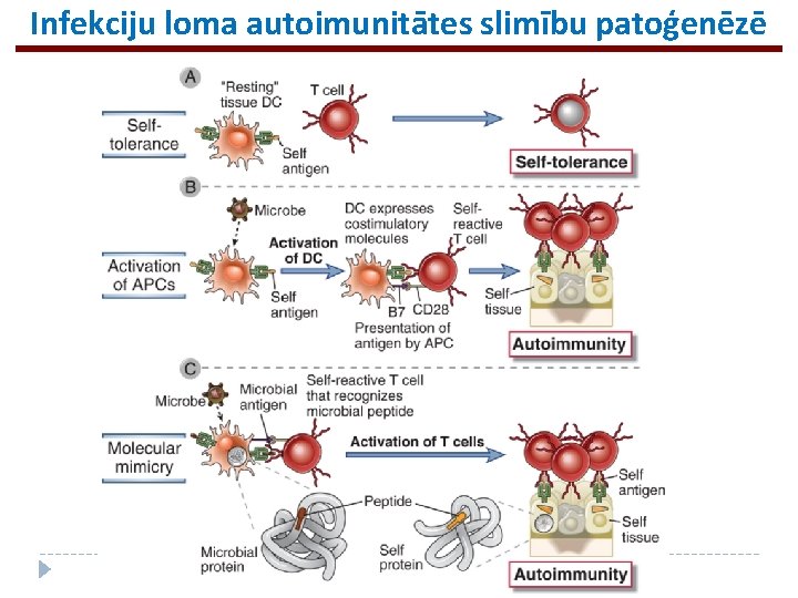 Infekciju loma autoimunitātes slimību patoģenēzē 