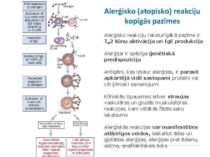 Alerģisko (atopisko) reakciju kopīgās pazīmes Alerģisko reakciju raksturīgākā pazīme ir TH 2 šūnu aktivācija