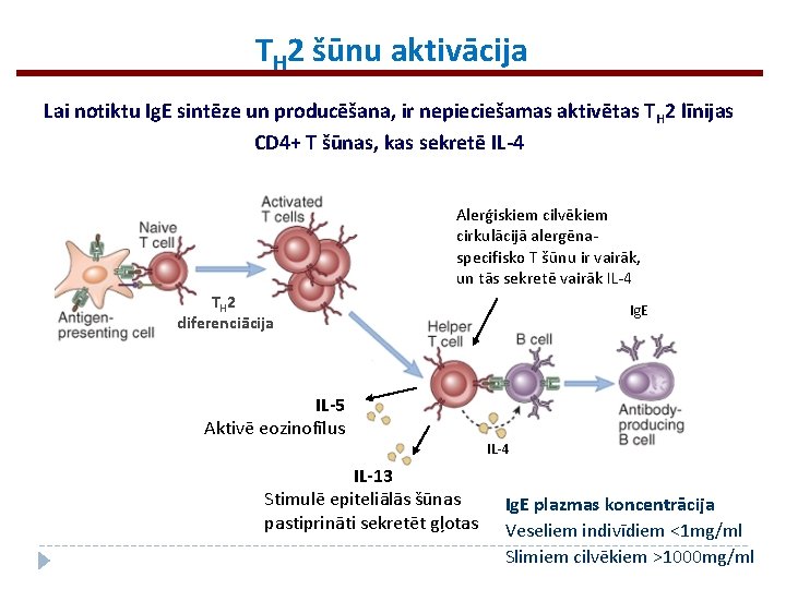 TH 2 šūnu aktivācija Lai notiktu Ig. E sintēze un producēšana, ir nepieciešamas aktivētas