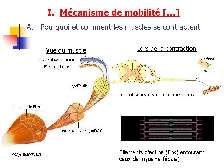 I. Mécanisme de mobilité […] A. Pourquoi et comment les muscles se contractent Vue