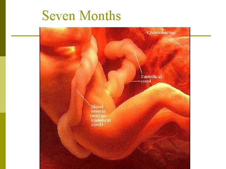 Seven Months 