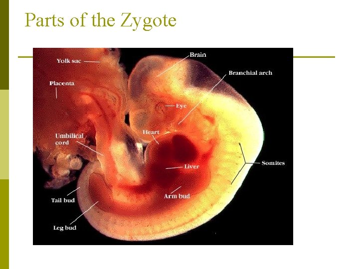 Parts of the Zygote 